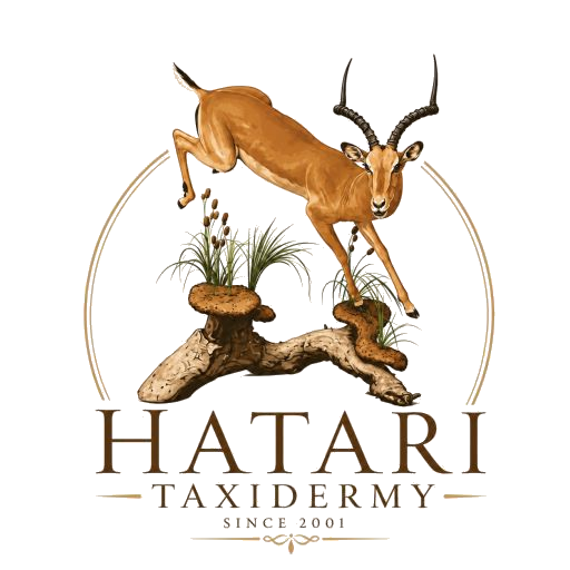 hatari taxidermy logo transparent (1)